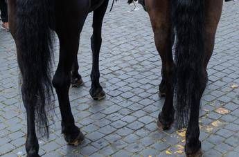Fuga dalla parata del 2 giugno, nella notte cavalli al galoppo sulla Cristoforo Colombo