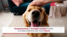 Tracciabilità di cani e gatti, via libera Consiglio europeo a nuove misure