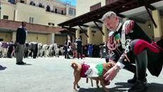 Il cane Briciola va in pensione, ultima parata del 2 giugno per la mascotte dei carabinieri - Video