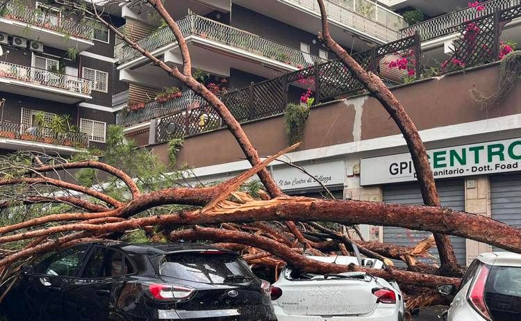 Alberi caduti a Conca d'Oro - Adnkronos