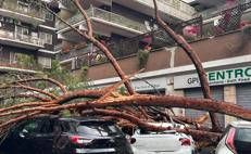 Alberi caduti a Conca d'Oro - Adnkronos