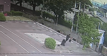 Orso attacca passante - Video X