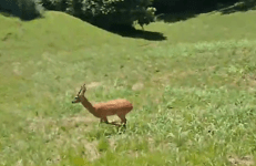 Treviso, capriolo si perde e finisce nel giardino di una casa: il video del momento in cui torna libero