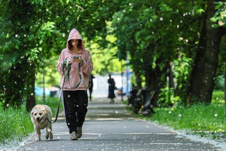 Cane in passeggiata - Fotogramma /Ipa