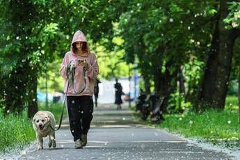 Obbligo di lavare la pipì del cane in strada, Bassetti: "Dal