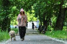Cane in passeggiata - Fotogramma /Ipa