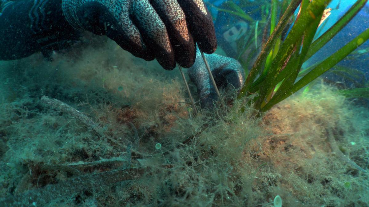 Findus rafforza l'impegno per la tutela del mare, lotta a plastiche e ripristino posidonia oceanica