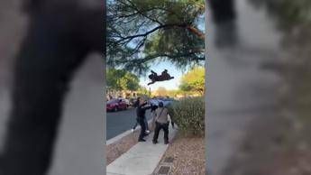 Orsetta bloccata su un albero in strada, il salvataggio 'al volo' con sorpresa - Video