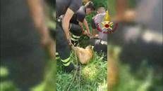 Capriolo cade in un canale a Udine, il salvataggio dei vigili del fuoco - Video