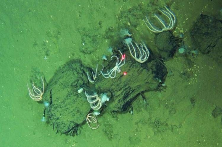 Scoperto nell'Oceano Indiano gigantesco cimitero di balene