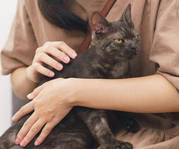 Una bambina con un gatto - 

