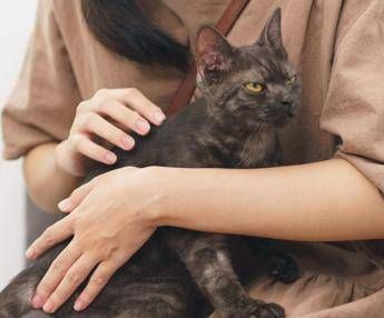 Una bambina con un gatto - 

