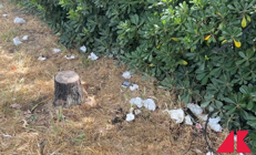 Roma, a pochi passi dalla Nuvola dell'Eur il degrado spinge i cittadini a camminare in strada