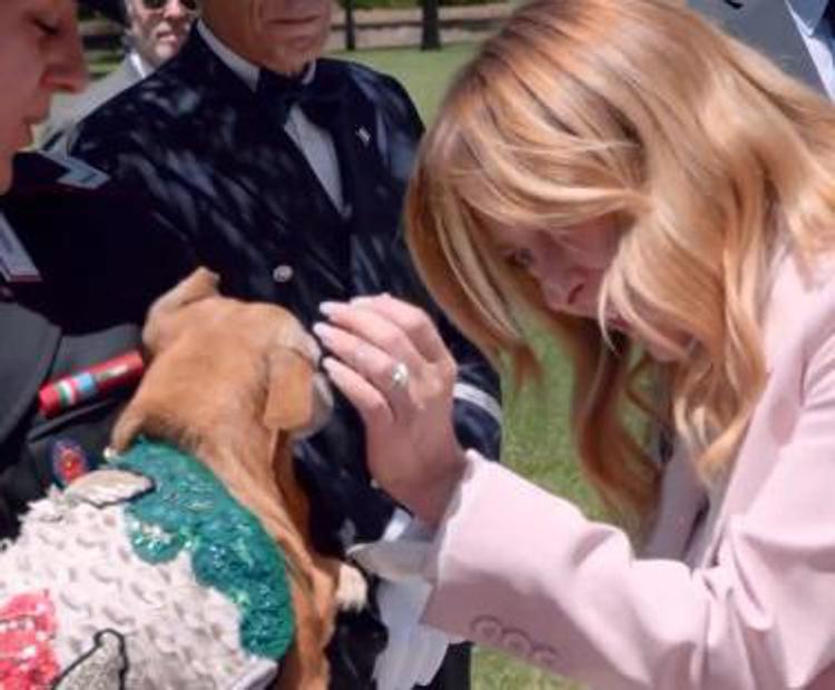 Giorgia Meloni accarezza Briciola  - Fermo immagine dal video, pubblicato su Instagram