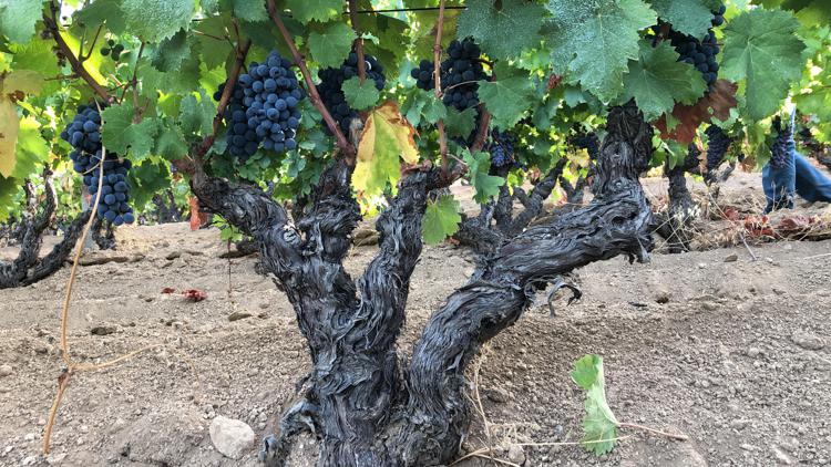Antico Dna proveniente da semi d'uva in pozzi toscani rivela le origini del vino moderno