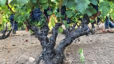 Antico Dna proveniente da semi d'uva in pozzi toscani rivela le origini del vino moderno