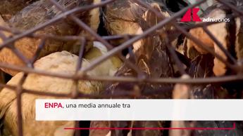 Esche avvelenate per gli animali, l'emergenza silenziosa in Italia