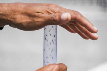 Dengue a Bologna, caso confermato a Borgo Panigale: scattano le disinfestazioni