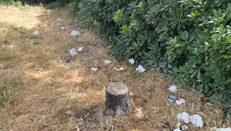 Roma, alla Nuvola aiuole e marciapiedi nel degrado. FdI e Lega: ''Immagini reali che non si vedono sulle cartoline