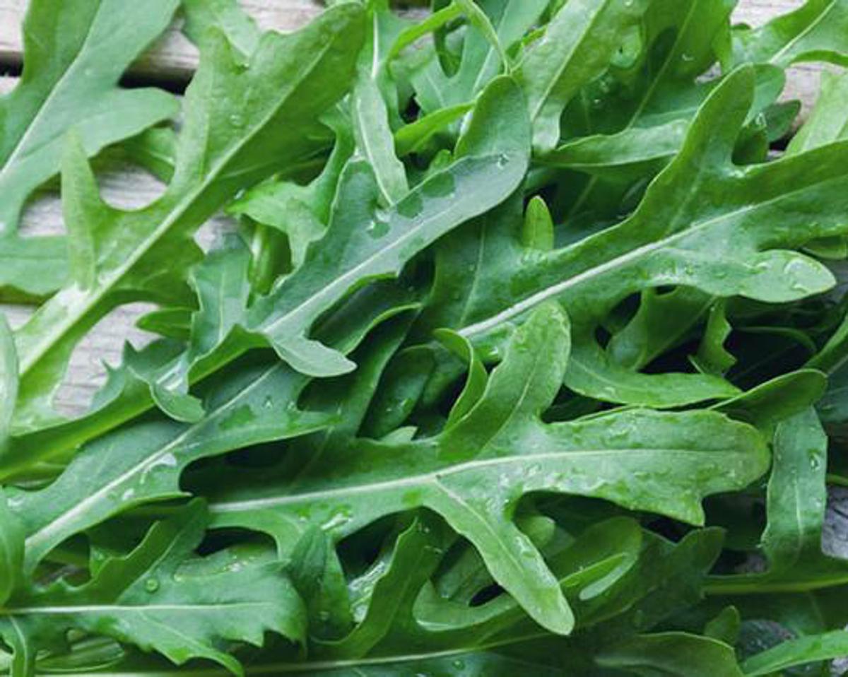 https://www.adnkronos.com/resources/02a6-20e938e0d356-572b264df011-1000/format/huge/rucola.jpeg