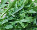 rucola