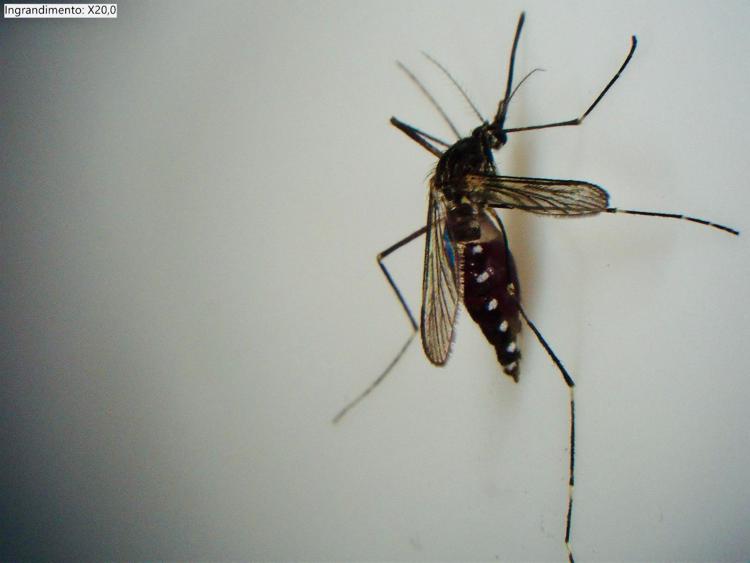Aedes koreicus - Foto di Giovanni Naro - dottorando Mib Università Statale di Milano