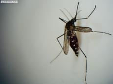Aedes koreicus - Foto di Giovanni Naro - dottorando Mib Università Statale di Milano