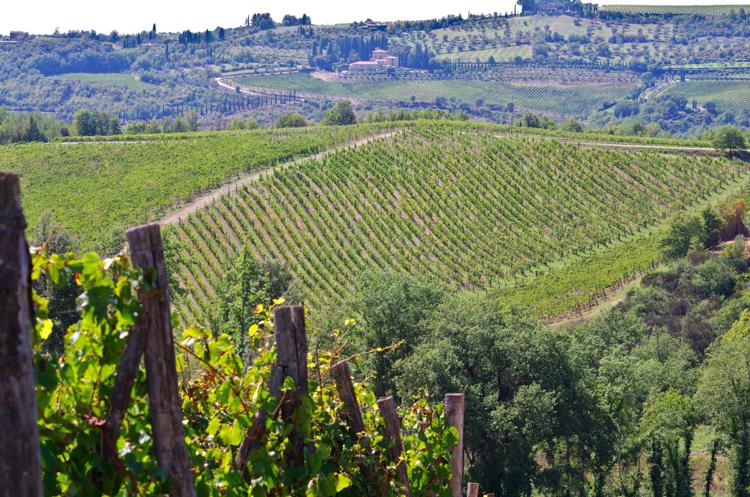 (I vigneti di Badia Coltibuono - Ufficio stampa Badia Coltibuono)