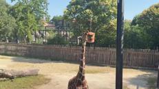 Al Bioparco di Roma gli animali mangiano ghiaccioli contro il caldo torrido - Video