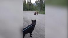 Inseguita da un orso grizzly, escursionista mantiene il sangue freddo e si salva - Video