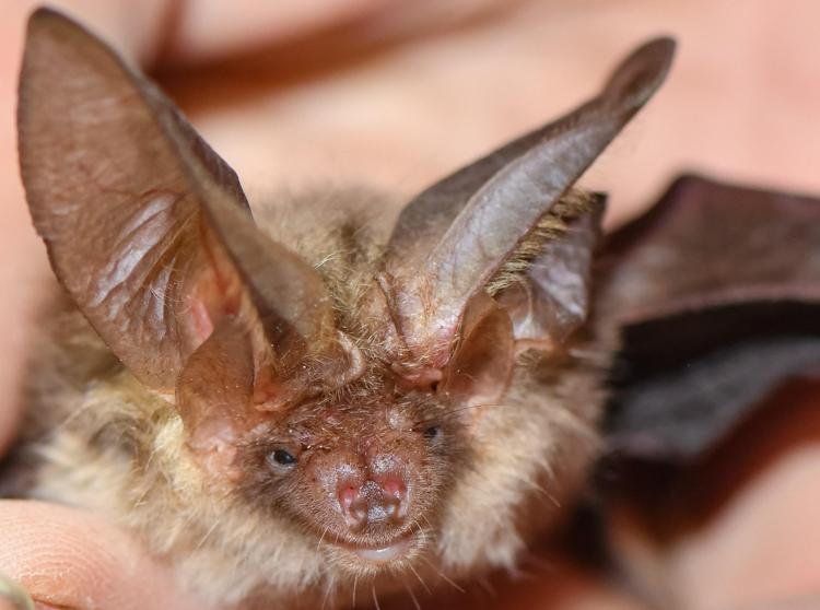 Un pipistrello, immagine di repertorio  - (Fotogramma/Ipa)