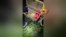 Il salvataggio del cucciolo di daino, la mamma lo aveva smarrito - Video