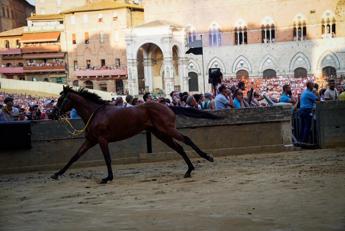 (Il cavallo scosso della terza prova - Ufficio stampa Comune di Siena)