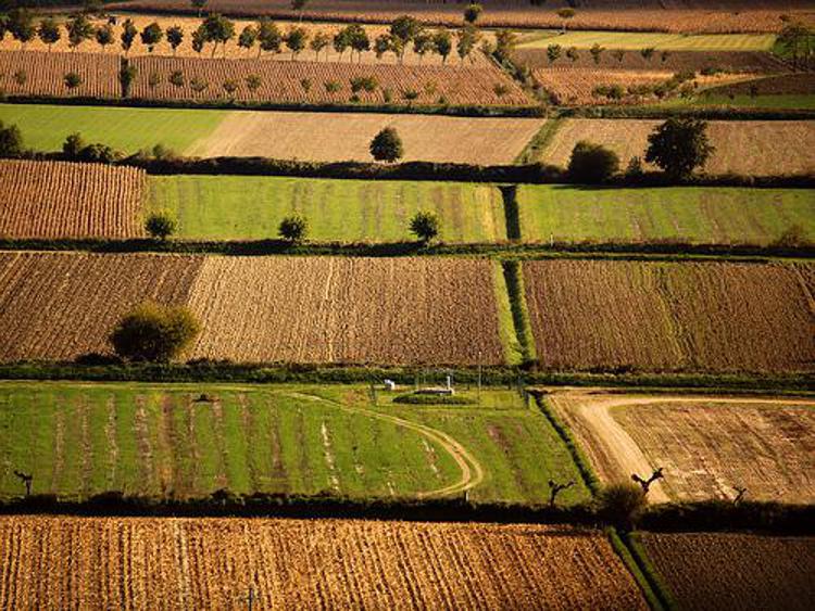 Terreni agricoli - (foto di repertorio)
