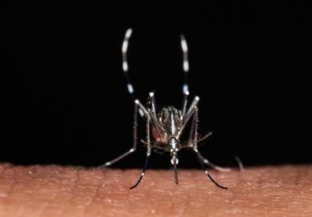 Da zecche a zanzare rischio virus in vacanza, Bassetti: "Non solo in Paesi esotici"