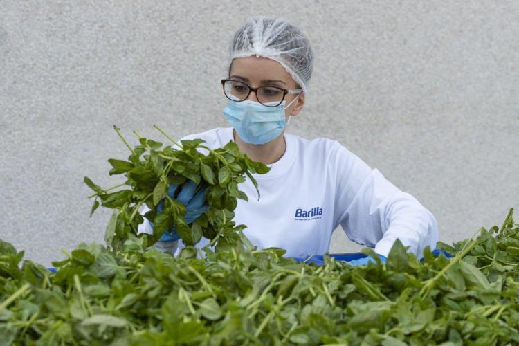 Ogni anno, più di 10.000 tonnellate di basilico arrivano nello stabilimento di Rubbiano di Barilla - (foto ufficio stampa)