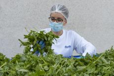 Ogni anno, più di 10.000 tonnellate di basilico arrivano nello stabilimento di Rubbiano di Barilla - (foto ufficio stampa)