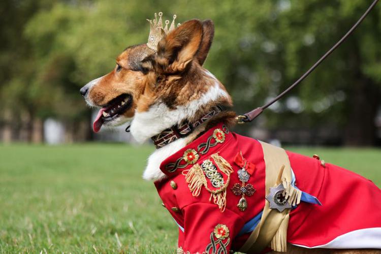 Uno dei 'royal' corgi che ha sfilato in memoria della Regina Elisabetta
