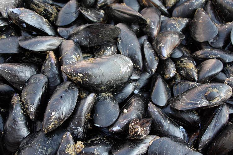 Cozze - FOTOGRAMMA