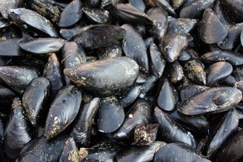 Cozze - FOTOGRAMMA