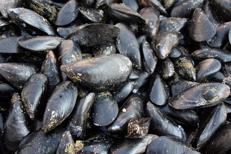 Cozze - FOTOGRAMMA