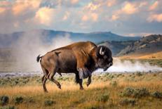 Un bisonte - (foto X)
