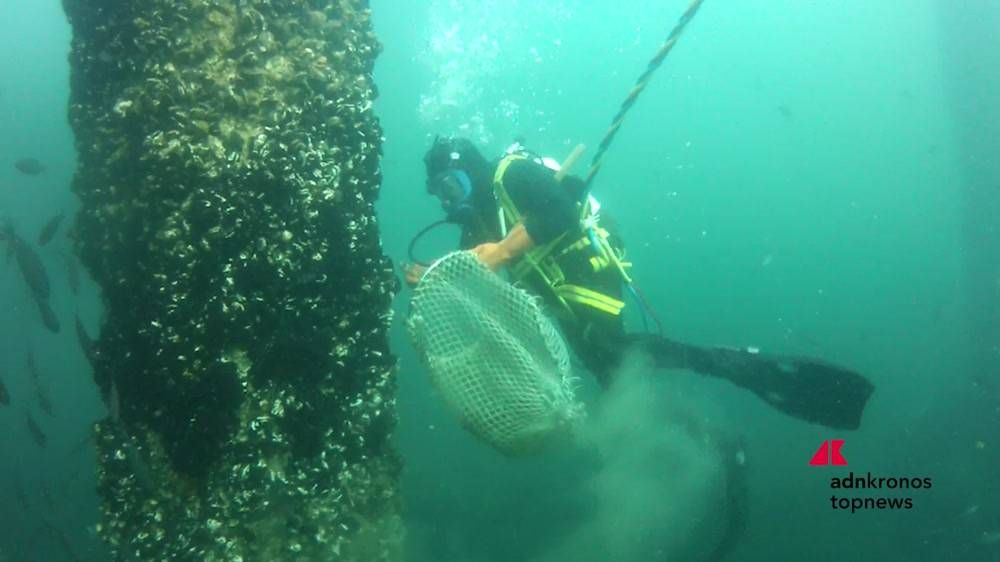 Marina di Ravenna, Yabani Midye Festivali deniz, biyolojik çeşitlilik ve gelenekler arasında geri dönüyor