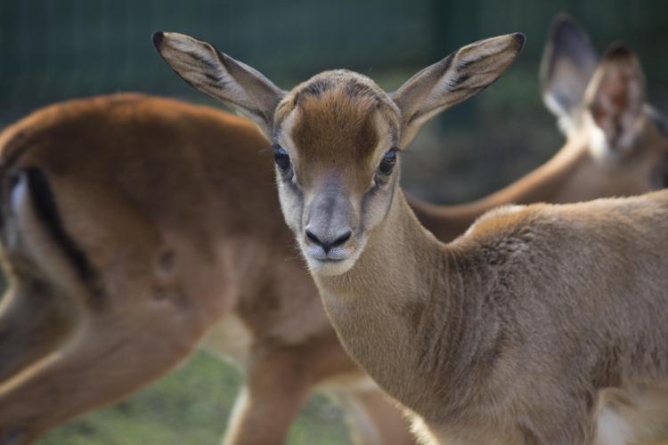 Al Bioparco Zoom Torino nate due gazzelle di Mohrr, evento unico in Italia
