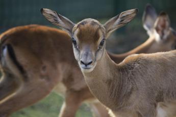 Al Bioparco Zoom Torino nate due gazzelle di Mohrr, evento unico in Italia