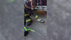 Un piccione con la maschera per l'ossigeno, il soccorso dei Vigili del Fuoco