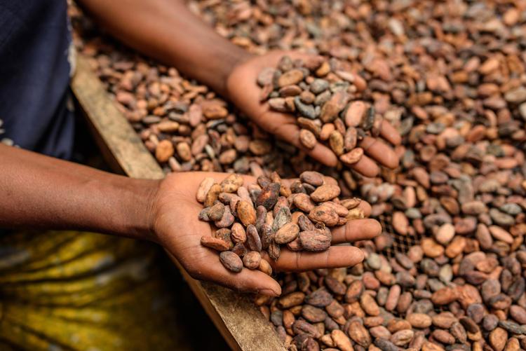 Fave di cacao - (foto Ufficio stampa)