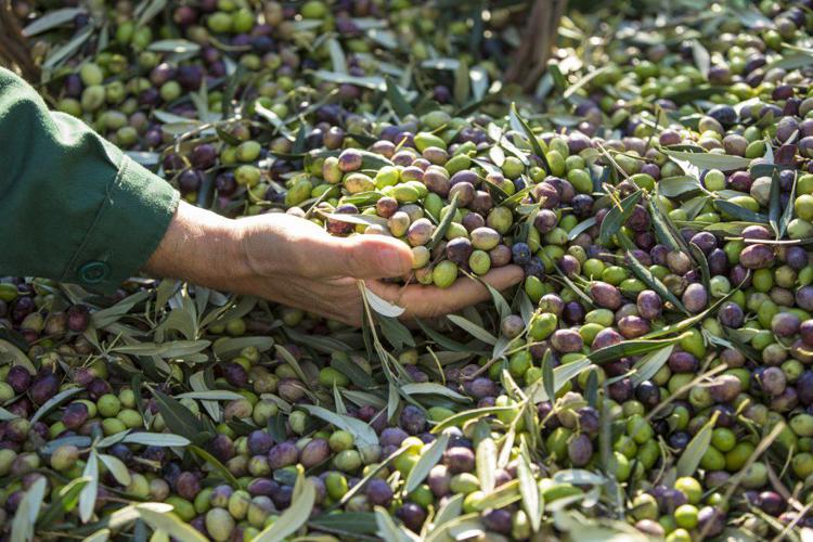 Raccolta delle olive - (Foto Ufficio stampa)