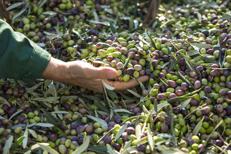 Raccolta delle olive - (Foto Ufficio stampa)