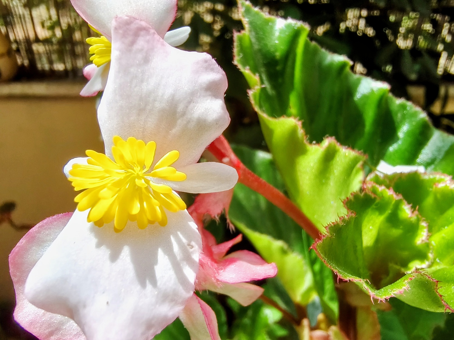 macro